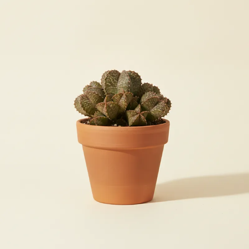 Orbea variegata (illustratie)