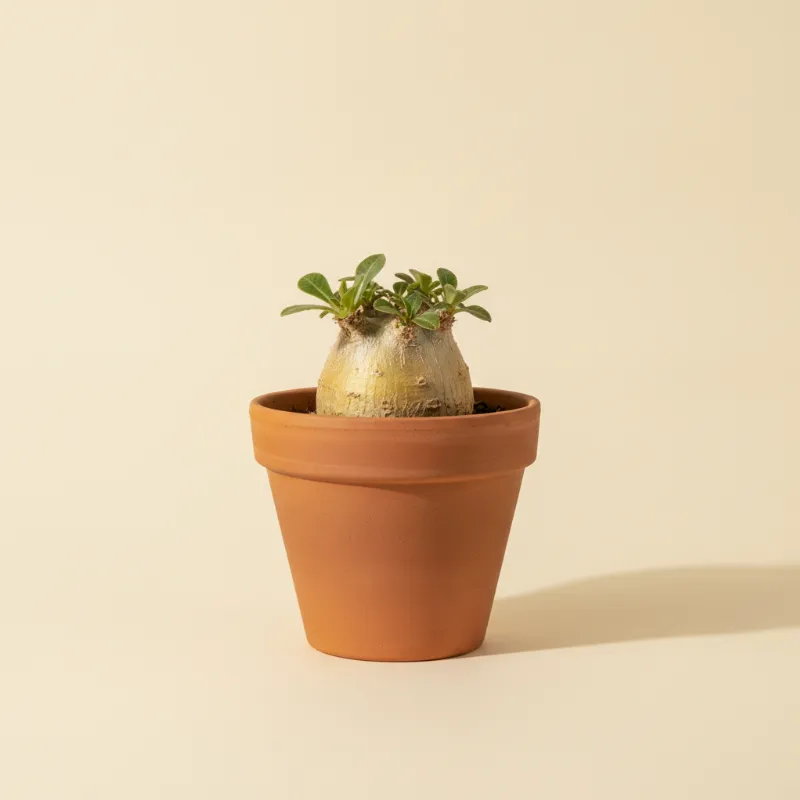 Pachypodium brevicaule (illustratie)