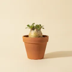 Pachypodium brevicaule