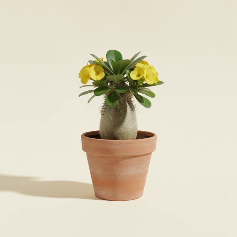 Pachypodium densiflorum (illustratie)