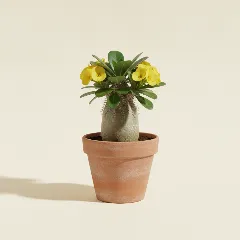 Pachypodium densiflorum