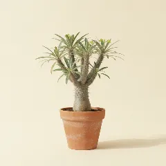 Pachypodium geayi