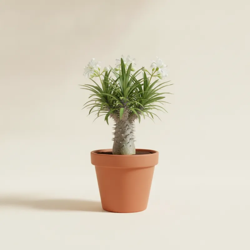 Pachypodium lamerei (illustratie)