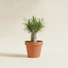 Pachypodium lamerei
