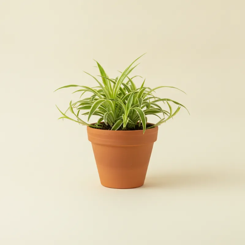Graslelie — Chlorophytum comosum 'Ocean' (illustratie)