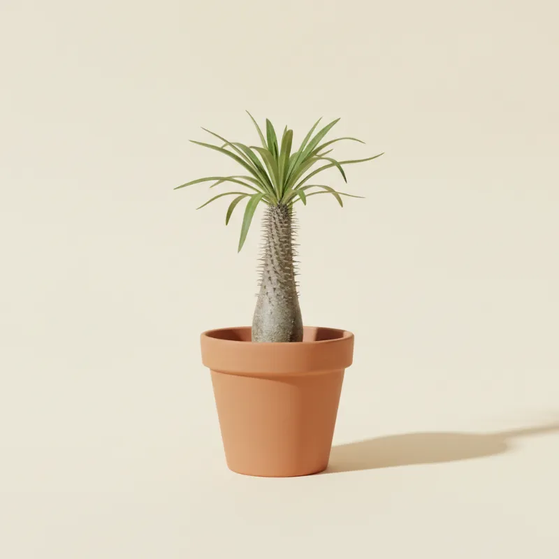 Pachypodium namaquanum (illustratie)
