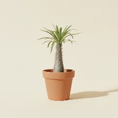 Pachypodium namaquanum