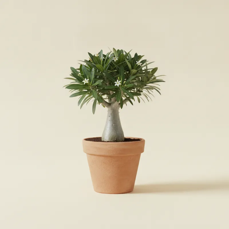 Pachypodium saundersii (illustratie)