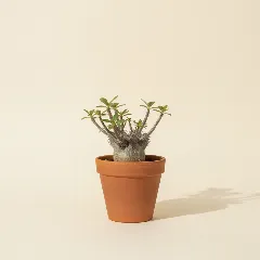 Pachypodium succulentum