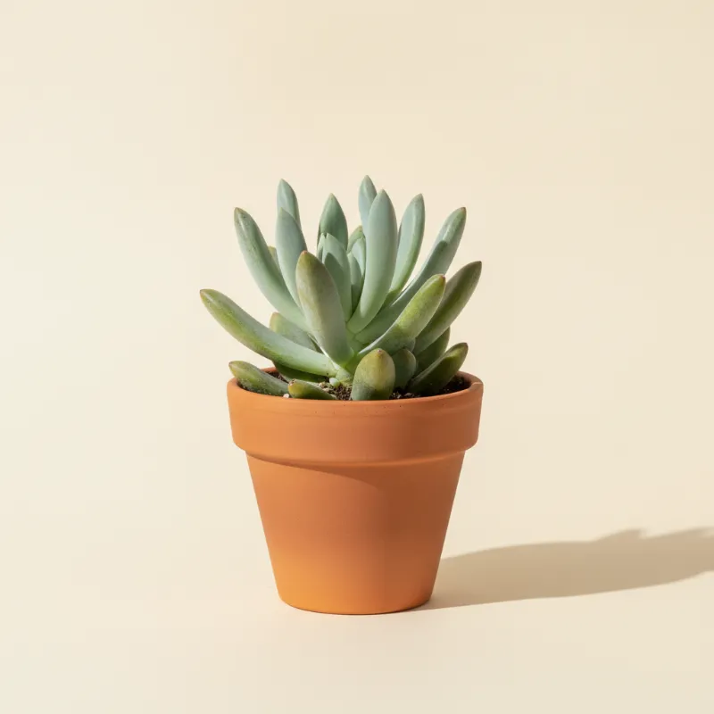 Pachyphytum bracteosum (illustratie)