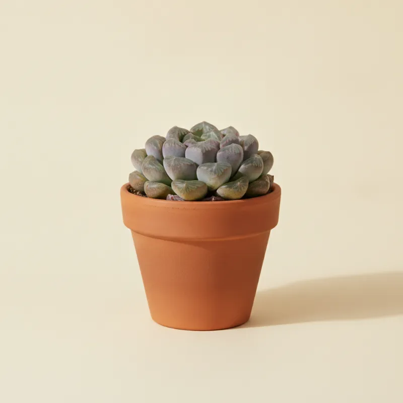 Pachyphytum compactum 'Little Jewel' (illustratie)