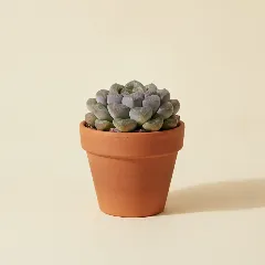 Pachyphytum compactum 'Little Jewel'