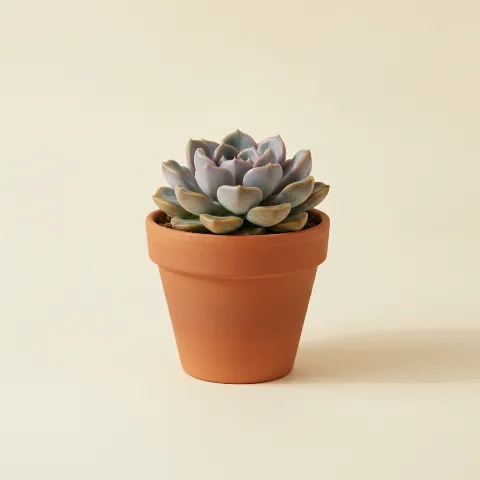 Pachyphytum fitkaui