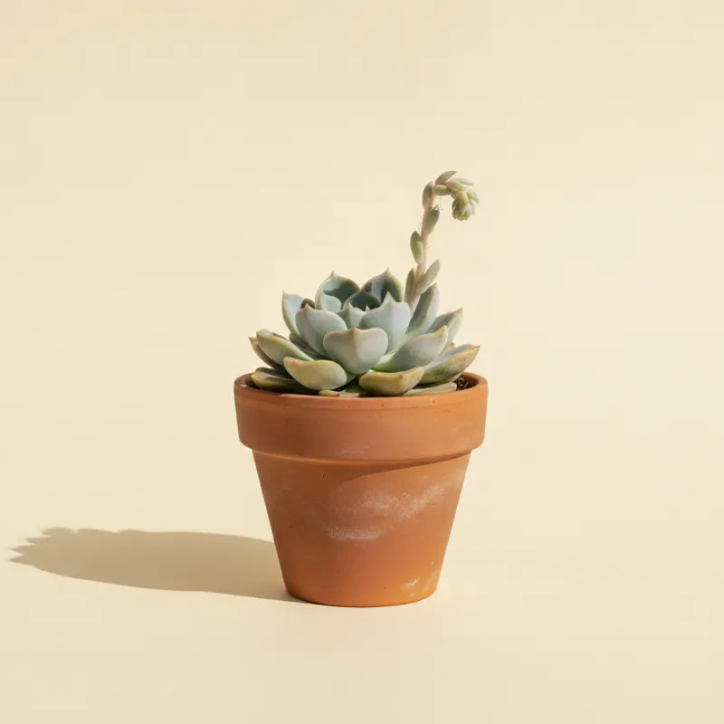 Pachyphytum glutinicaule (illustratie)