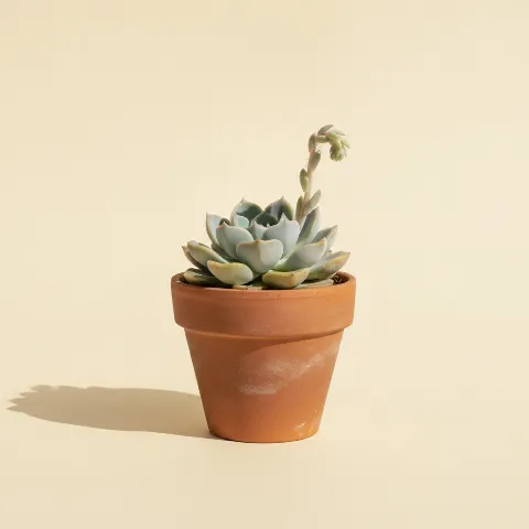 Pachyphytum glutinicaule