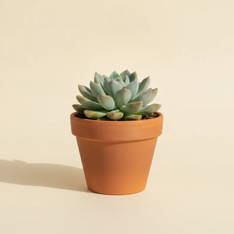 Pachyphytum kimnachii (illustratie)