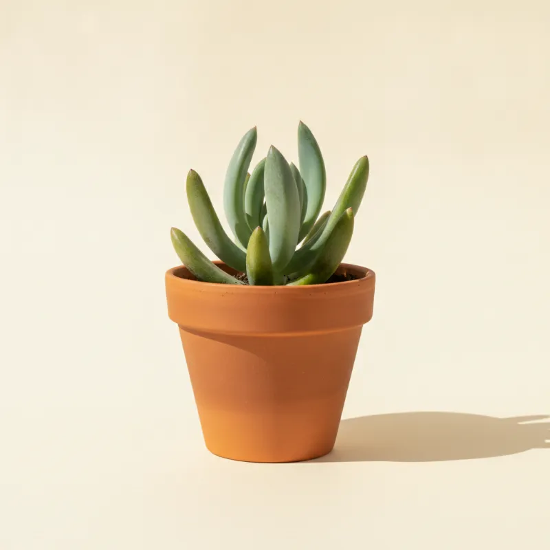 Pachyphytum longifolium (illustratie)