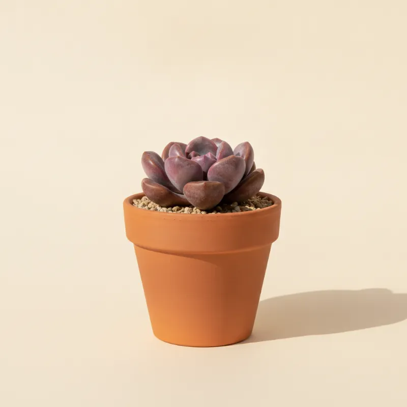 Pachyphytum oviferum 'Rubra' (illustratie)