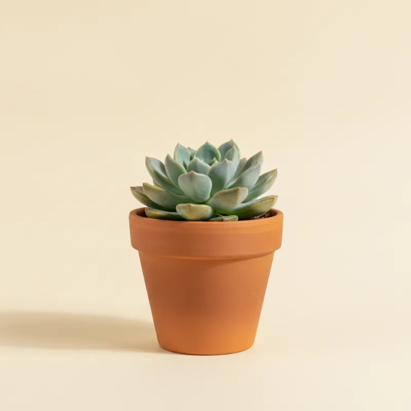 Pachyphytum viride (illustratie)