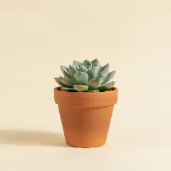 Pachyphytum viride
