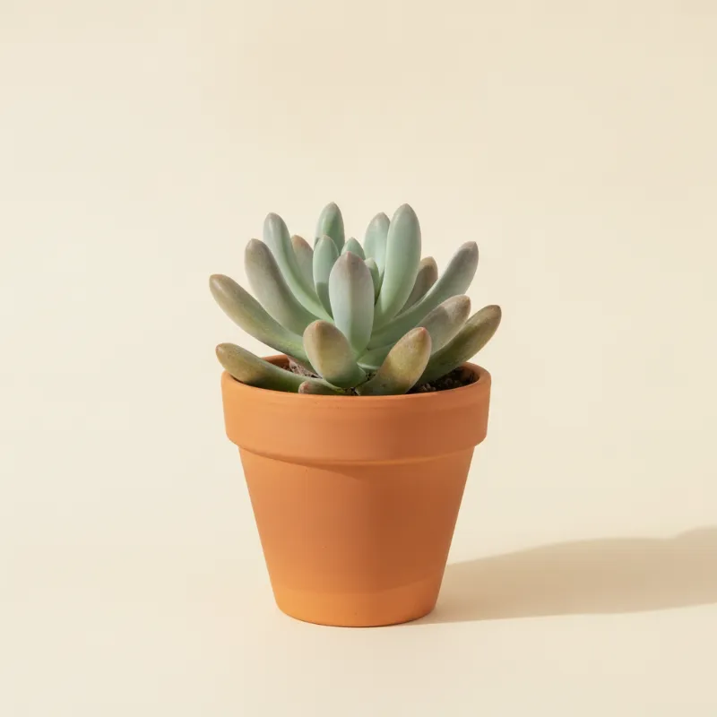 Pachyveria 'Clavifolia' (illustratie)
