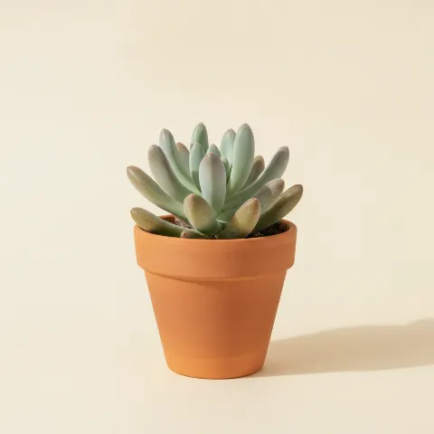 Pachyveria 'Clavifolia'
