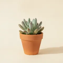 Pachyveria 'Clavifolia'