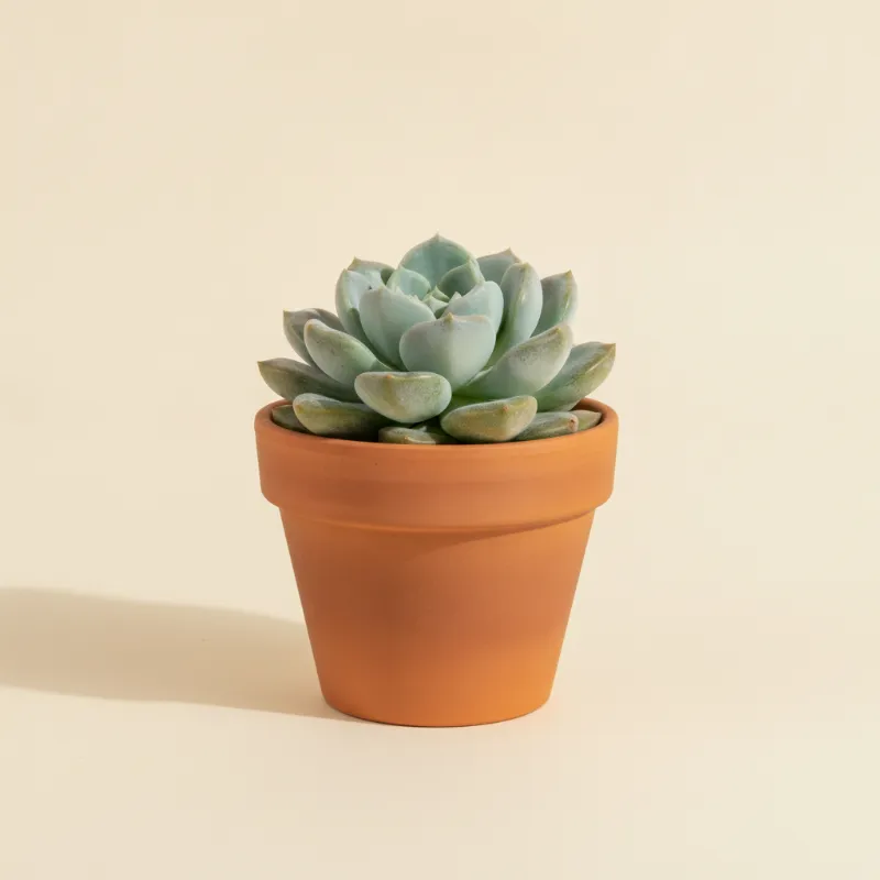 Pachyveria 'Powder Puff' (illustratie)