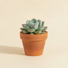 Pachyveria 'Powder Puff'