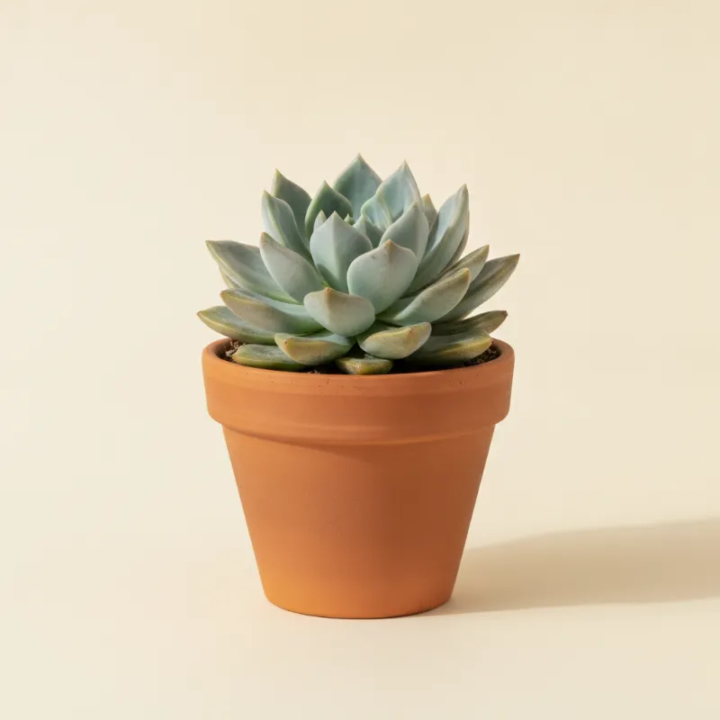 Pachyveria 'Scheideckeri' (illustratie)