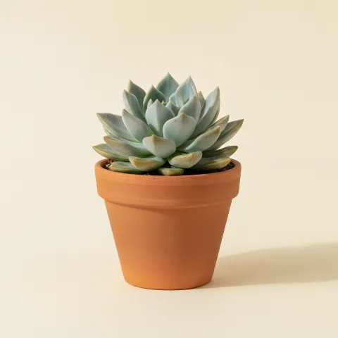 Pachyveria 'Scheideckeri'