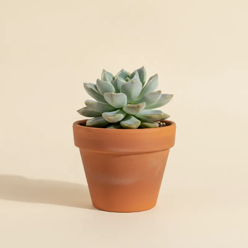 Pachyveria 'Snow Queen' (illustratie)