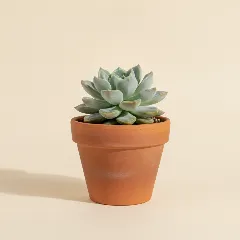 Pachyveria 'Snow Queen'