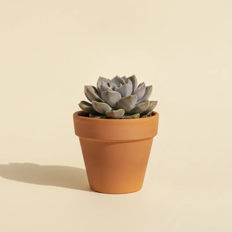 Pachyveria 'Wendy' (illustratie)