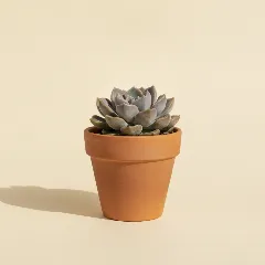 Pachyveria 'Wendy'