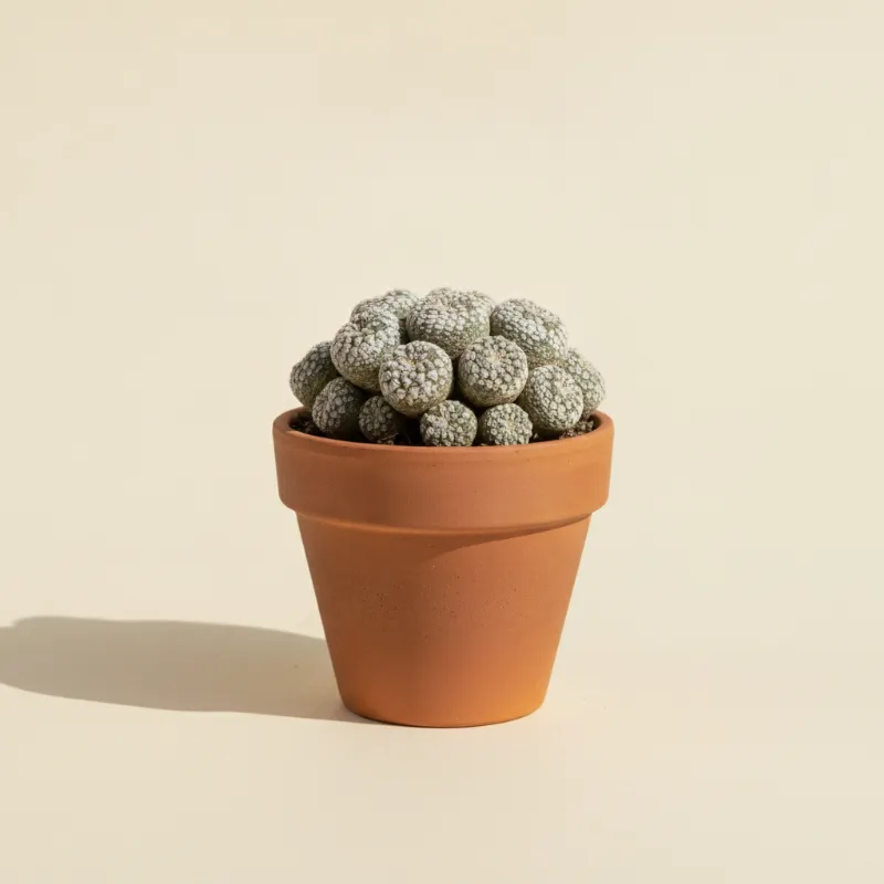Pissebedcactus — Pelecyphora aselliformis (illustratie)