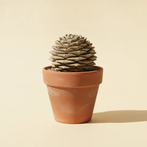 Pelecyphora strobiliformis