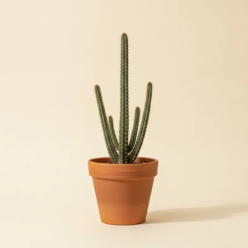 Peniocereus greggii (illustratie)