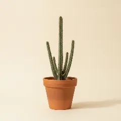 Peniocereus greggii
