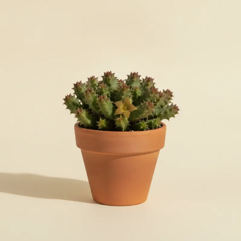 Piaranthus geminatus (illustratie)
