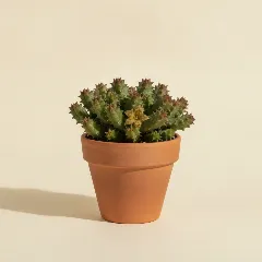 Piaranthus geminatus