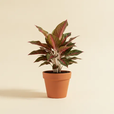 Aglaonema — Aglaonema 'Red Valentine' (illustratie)