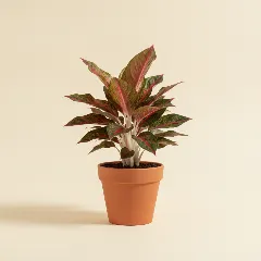 Aglaonema