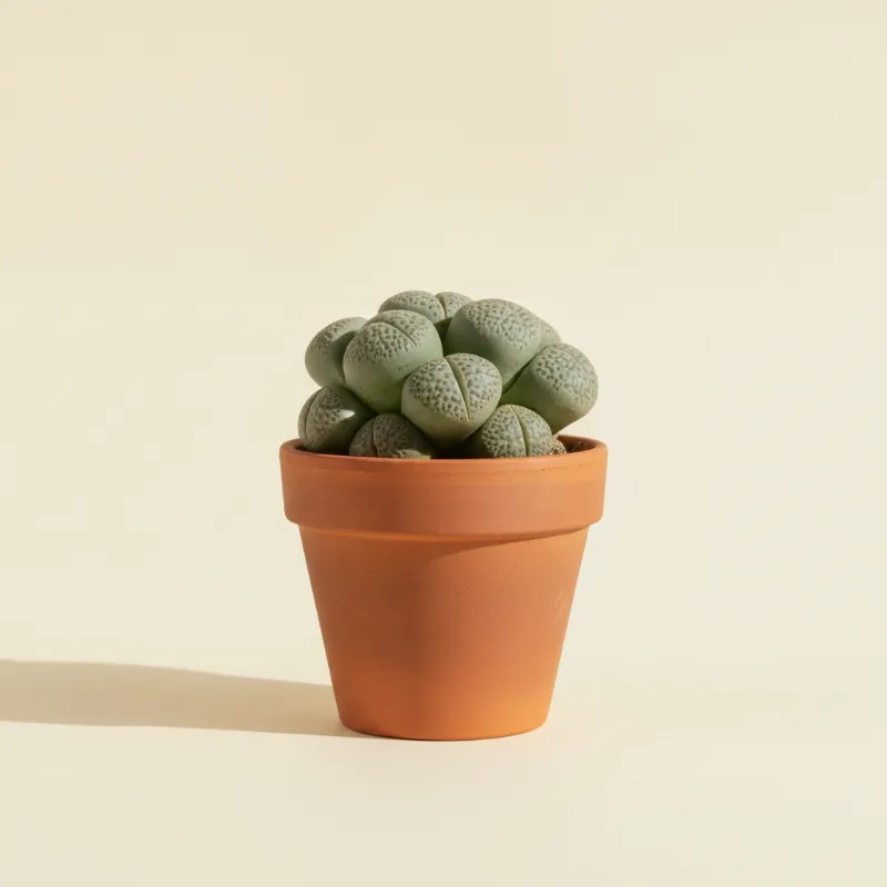 Pleiospilos nelii (illustratie)