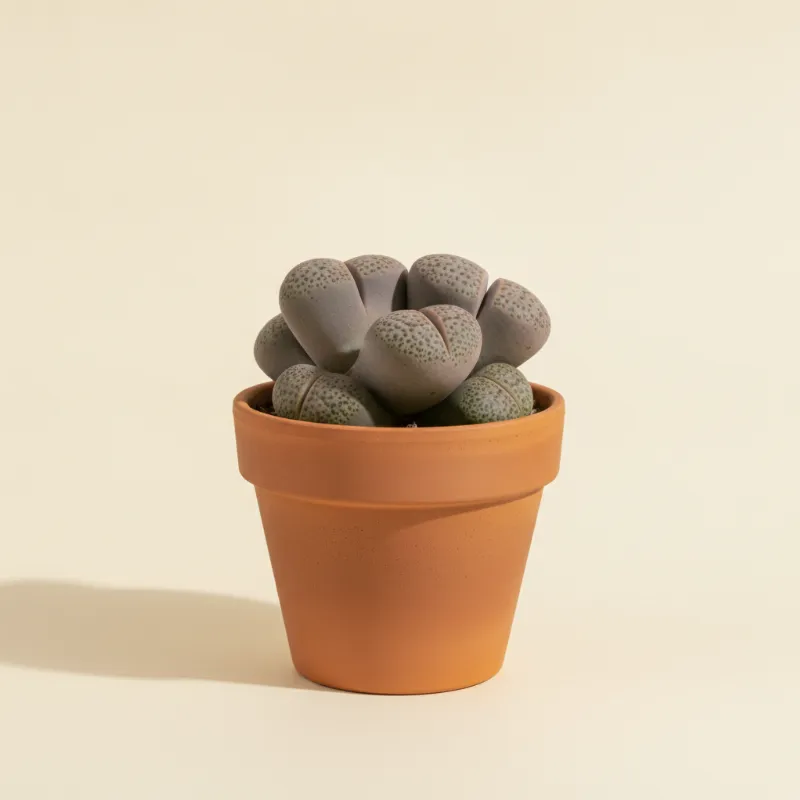 Pleiospilos nelii 'Royal Flush' (illustratie)