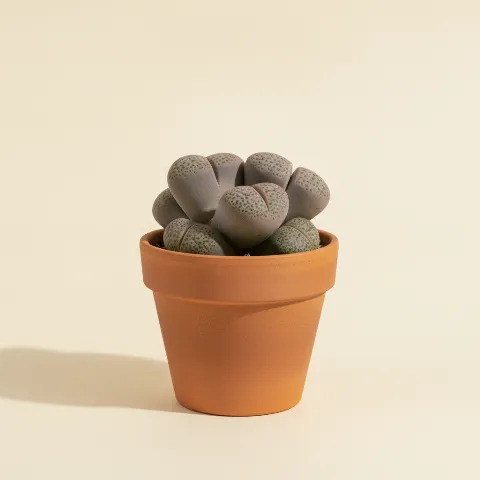 Pleiospilos nelii 'Royal Flush'