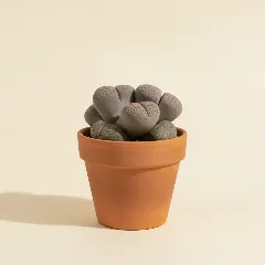 Pleiospilos nelii 'Royal Flush'