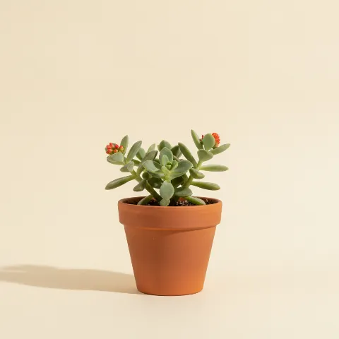 Portulaca molokiniensis