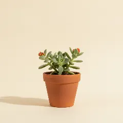 Portulaca molokiniensis