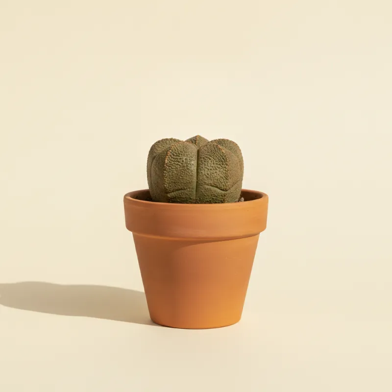 Pseudolithos cubiformis (illustratie)